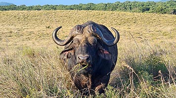 Bufalo all'Hluhluwe NP